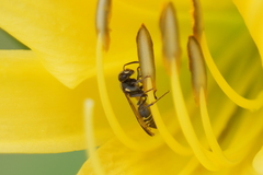 Polybia occidentalis