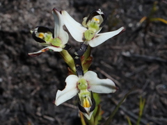 Disa bivalvata