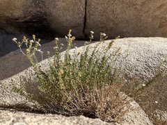 Heterotheca joshuana