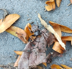 Nuctenea umbratica