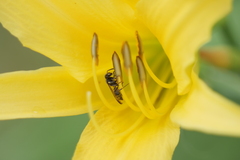 Polybia occidentalis