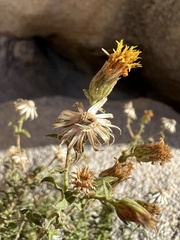 Heterotheca joshuana