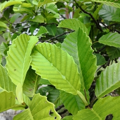 Dillenia philippinensis