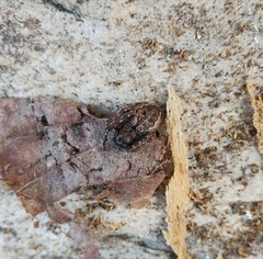 Nuctenea umbratica