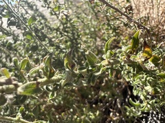 Heterotheca joshuana