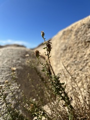 Heterotheca joshuana