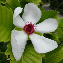 Dillenia philippinensis