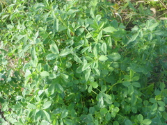 Medicago sativa