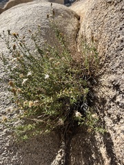 Heterotheca joshuana