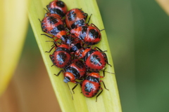 Tynacantha marginata