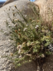 Heterotheca joshuana