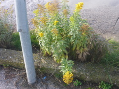 Solidago