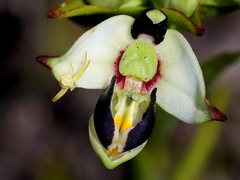 Disa bivalvata