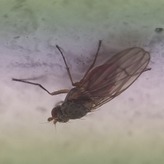 Tephrochlamys tarsalis