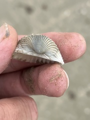 Anadara brasiliana