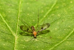Macrocera phalerata