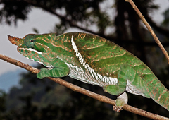 Furcifer balteatus