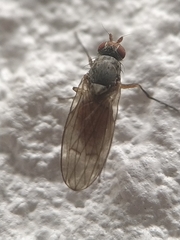 Tephrochlamys tarsalis