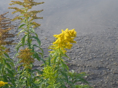 Solidago
