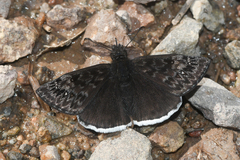 Erynnis juvenalis clitus