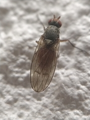 Tephrochlamys tarsalis