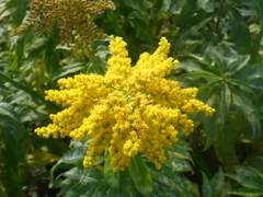 Solidago
