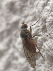 Tephrochlamys tarsalis