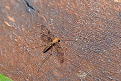 Macrocera phalerata