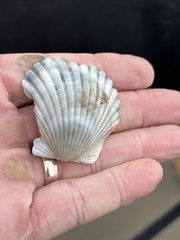 Argopecten irradians