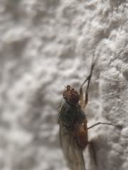 Tephrochlamys tarsalis