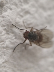 Tephrochlamys tarsalis