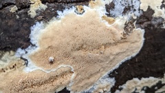 Steccherinum nitidum