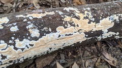 Steccherinum nitidum