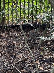 Sylvilagus aquaticus