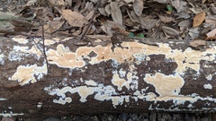 Steccherinum nitidum