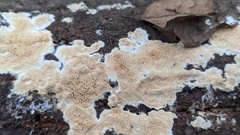 Steccherinum nitidum