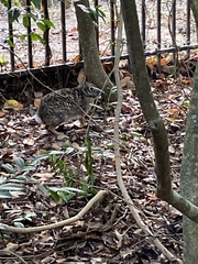 Sylvilagus aquaticus