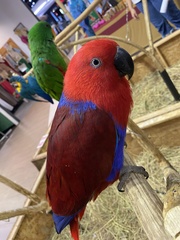 Eclectus