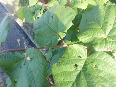 Tilia cordata