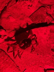 Gecarcinus lateralis