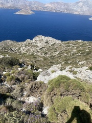 Sarcopoterium spinosum