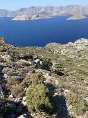 Sarcopoterium spinosum