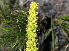 Disa cylindrica