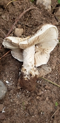 Tricholoma caligatum