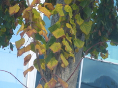 Tilia cordata