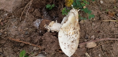 Tricholoma caligatum