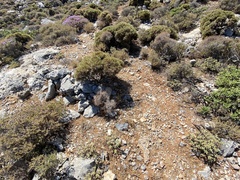 Sarcopoterium spinosum