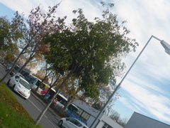 Koelreuteria elegans