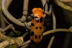 Cissites maculata