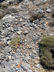 Sarcopoterium spinosum